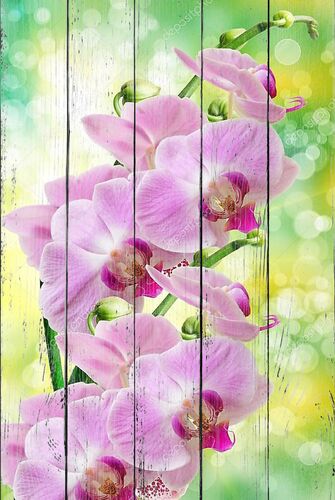 Орхидея розовая на зеленом фоне
