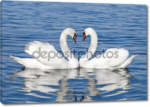 Пара белых лебедей на воде