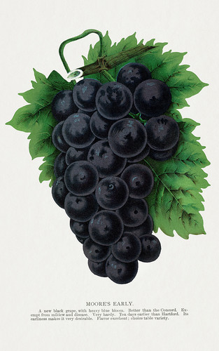 Синий виноград - иллюстрация из Ботанической Энциклопедии
