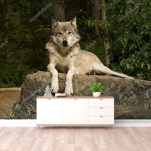 Буффалский волк на скале