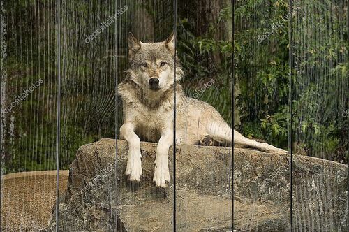 Буффалский волк на скале