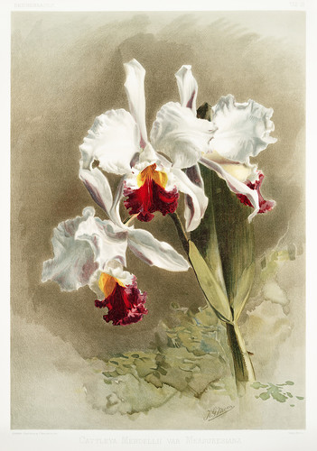 Из коллекции орхидей Райхенбахии XXXV
