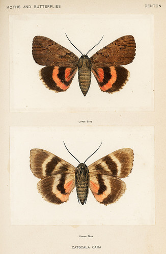 Милое подкрылье из коллекции мотыльков и бабочек Соединенных Штатов Шермана Дентона