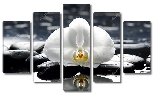 Белая  орхидея на влажных камнях