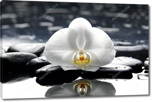 Белая  орхидея на влажных камнях