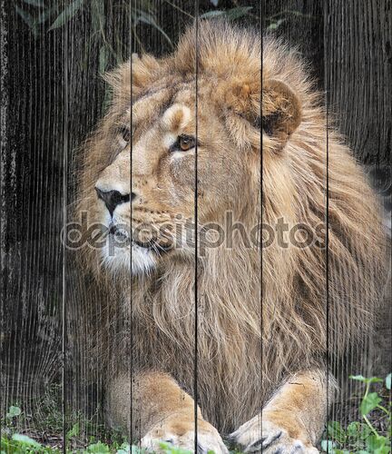 боковой вид азиатского льва, отдыхая в лесной тени. Царь зверей, большой кошкой в мире. наиболее опасные и могучий хищник мира. Дикая красота природы.