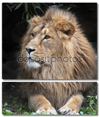 боковой вид азиатского льва, отдыхая в лесной тени. Царь зверей, большой кошкой в мире. наиболее опасные и могучий хищник мира. Дикая красота природы.