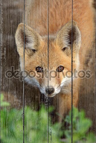 Red Fox щенка в Саскачеване