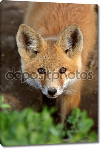Red Fox щенка в Саскачеване