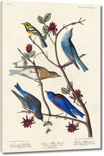 Соловьиная птица Таунсенда, арктическая синяя птица и западная синяя птица