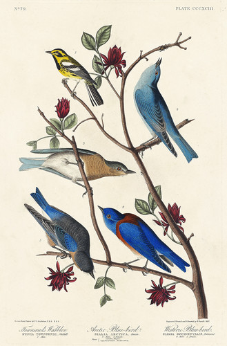 Соловьиная птица Таунсенда, арктическая синяя птица и западная синяя птица