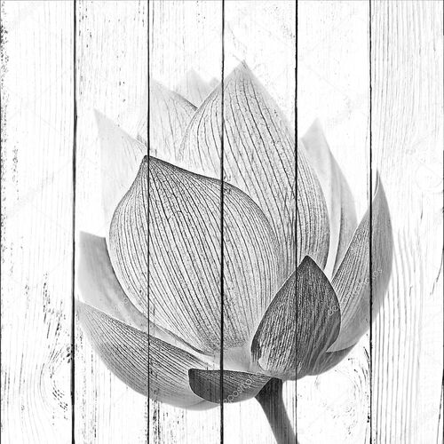 Черно-белый цветок лотоса