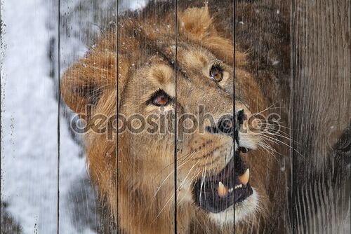 Глава льва с открытым главы и снежинки на лбу.