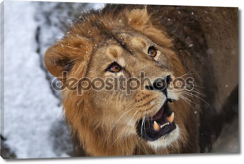 Глава льва с открытым главы и снежинки на лбу.