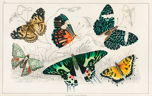 Коллекция различных бабочек из Истории Земли и одушевленной природы Оливера Голдсмита