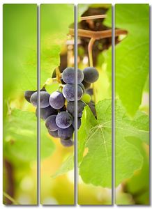 Веточка вкусного винограда в листьях