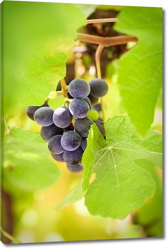 Веточка вкусного винограда в листьях