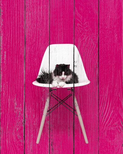 Кот на стуле