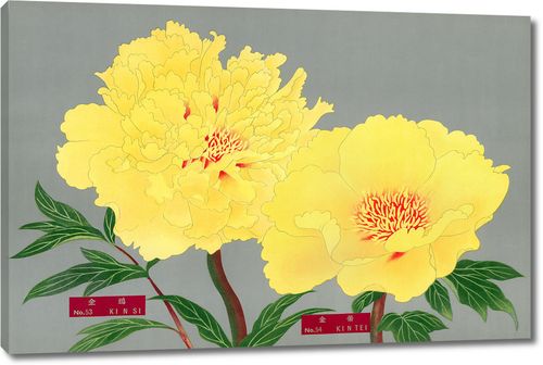 Желтые пионы из Книги пионов префектуры Ниигата, Япония
