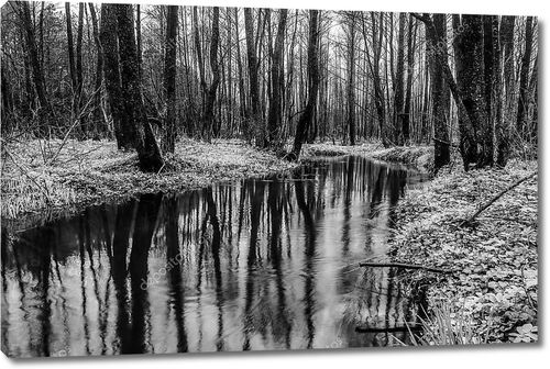 Живописные весеннего леса и реки. Черно белые фото.