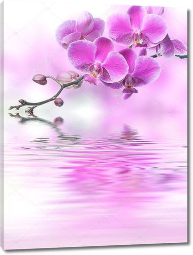 Цветы орхидеи, отражение в воде