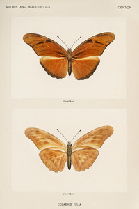 Бабочка Джулия из коллекции мотыльков и бабочек Соединенных Штатов Шермана Дентона