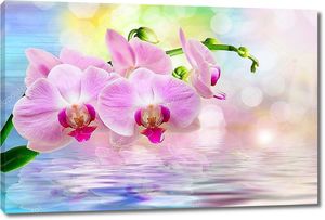 Орхидея над водой крупным планом