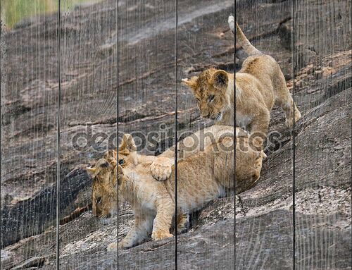 Три льва детенышей игра