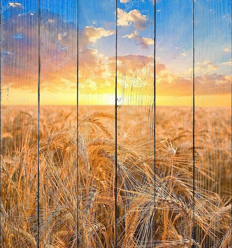 Восход солнца среди поля пшеницы