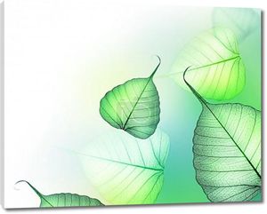 Красивые зеленые листья граница. Цветочный дизайн