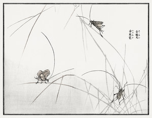 Иллюстрация из Чуруи Гафу - цикады на травинках