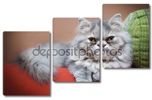персидская кошка на диване