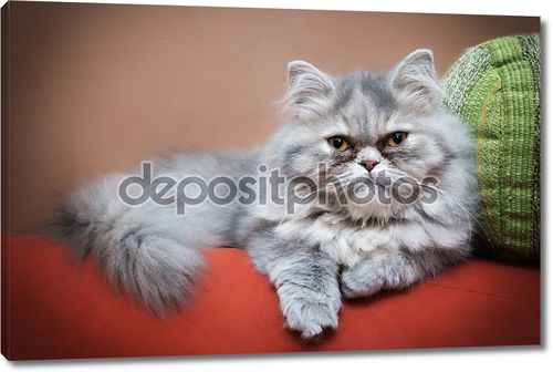 персидская кошка на диване