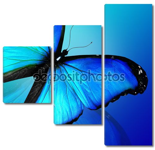 Голубая бабочка на синем фоне