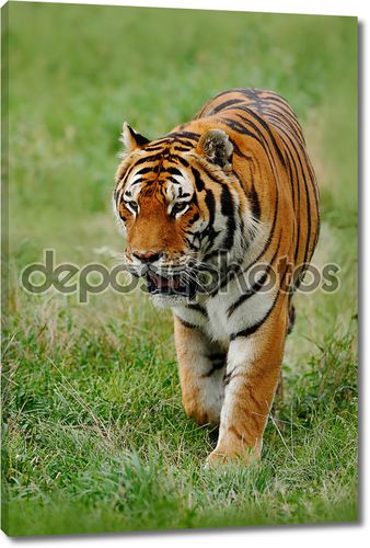 Амур или Сибирский тигр