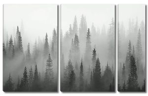 Верхушки елей в тумане