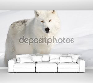 Мелвильский островной волк на снегу