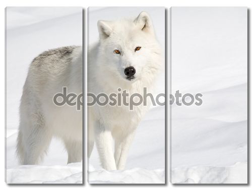 Мелвильский островной волк на снегу