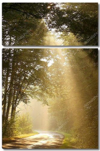 Солнечные лучи падают в туманный лес
