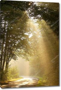 Солнечные лучи падают в туманный лес
