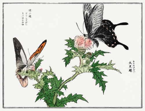 Иллюстрация из Чуруи Гафу - бабочки