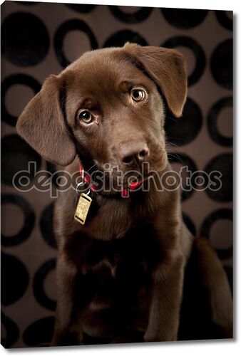 Adorable chocolate lab puppy