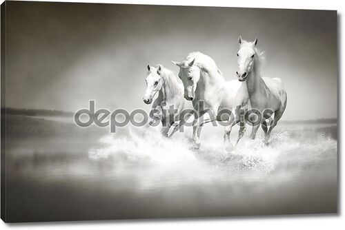 Табун белых коней бежит через воду