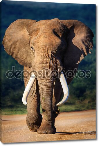 Слон с большими бивнями