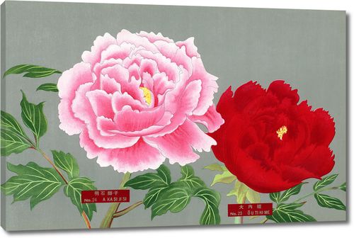 Розовый и ярко красный пионы из Книги пионов префектуры Ниигата, Япония