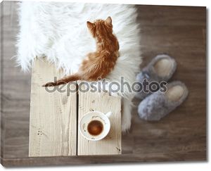 Котик рядом с тапочками