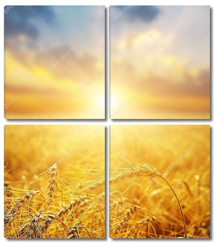 Пшеничное поле и закат