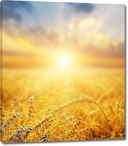 Пшеничное поле и закат