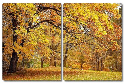 Осень , золотые деревья в парке