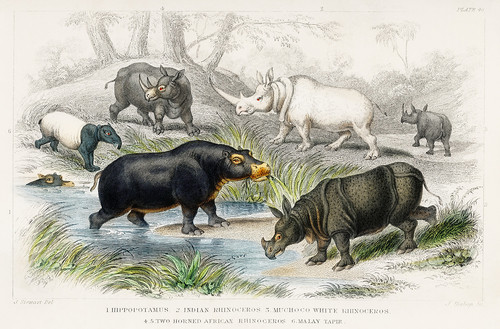 Бегемоты и носороги из Истории земли и живой природы Оливера Голдсмита
